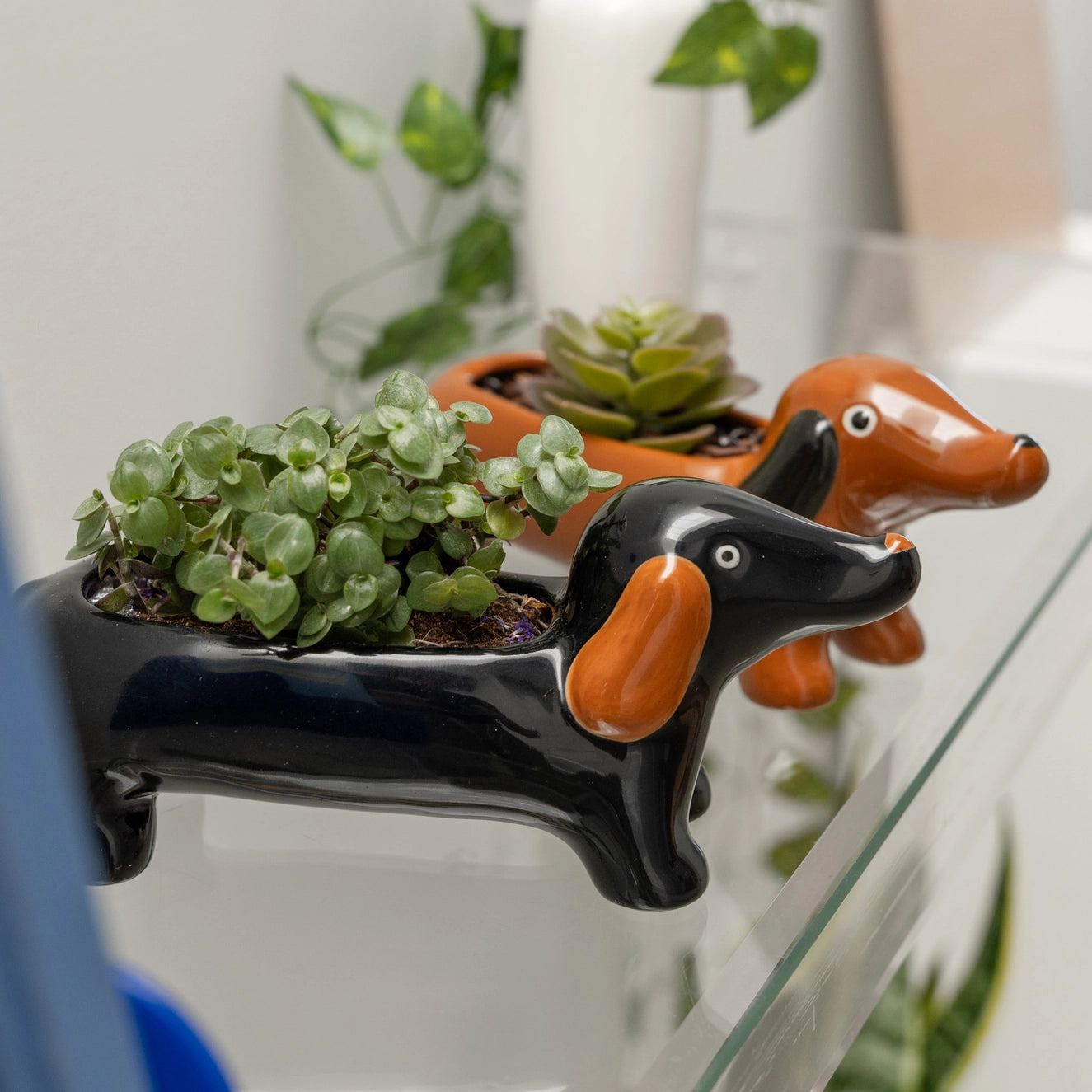 Black Dachshund Vase PRE ORDER